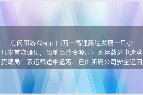 莊閑和游戲app 山西一高速路邊發現一只小獅子，有民警稱干了十幾歲首次碰見，當地當然資源局：系運載途中遺落，已由所屬公司安全運回