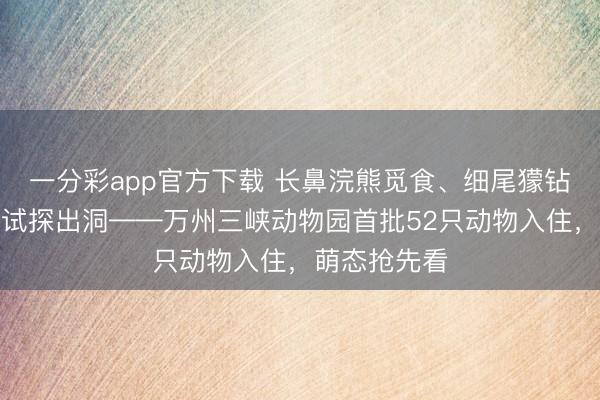 一分彩app官方下載 長(zhǎng)鼻浣熊覓食、細(xì)尾獴鉆洞、土撥鼠試探出洞——萬(wàn)州三峽動(dòng)物園首批52只動(dòng)物入住，萌態(tài)搶先看
